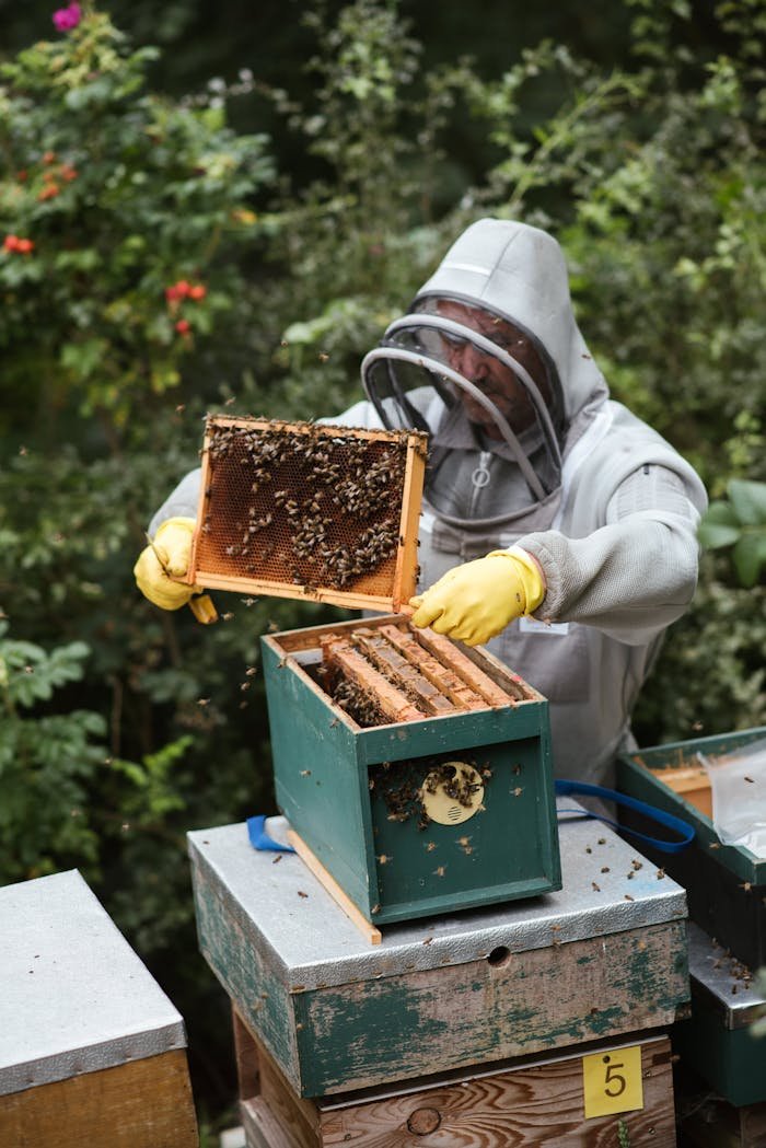 Male beekeeper in protective helmet and gloves holding honeycomb while standing near beehive in countryside